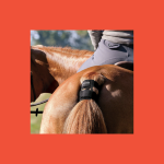 Garmin's smart health tracker for horses