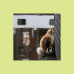 Cat looking at canal