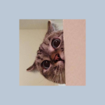 Profile picture of the cat