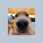 Profile picture of the golden retriever