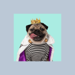 Profile picture of the pug